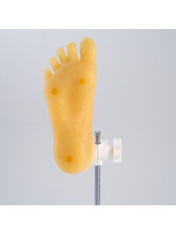 Podological foot - phantom, podological foot model with separated toes for manual exercises Mavi-Go DaVinci