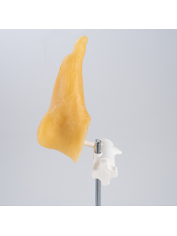 Stopa podologiczna - fantom, model stopy podologicznej z rozdzielonymi palcami do ćwiczeń manualnych Mavi-Go DaVinci