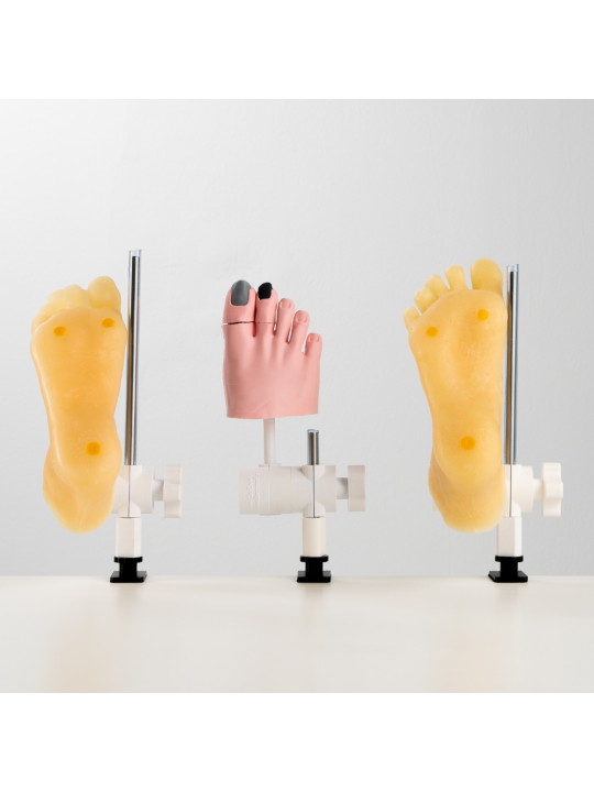 Phantom foot, a model of a foot with separate toes for manual exercises